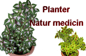 Planter-natur medicin
